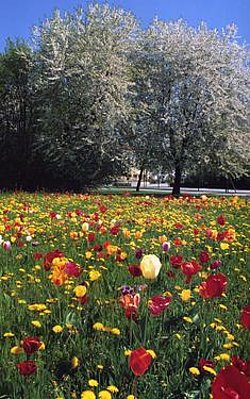 Blumenwiese mit Baeumen