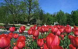 red tulips